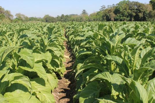 Pela terceira safra consecutiva, Venâncio ocupa a segunda posição entre os  maiores produtores de tabaco no país