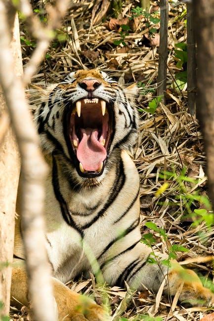 Roaring Bengal Tiger.