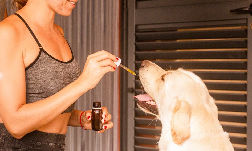 CBD for pet joint health