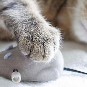 The Best Toys for Cats Who Don't Like Catnip - The Catington Post