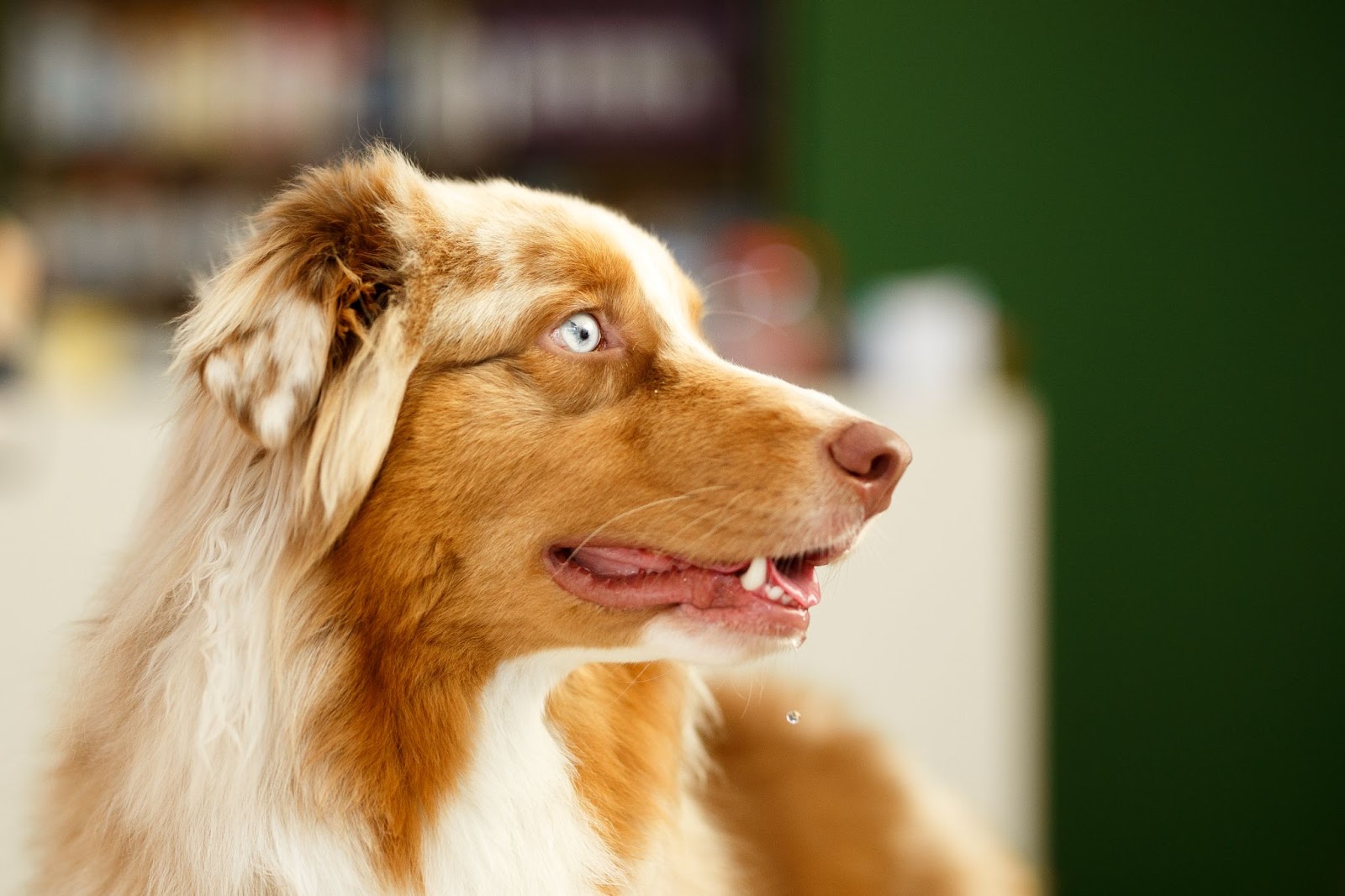 Cachorro dourado, com pelagem longa e olhos azuis, olha para o horizonte à sua direita