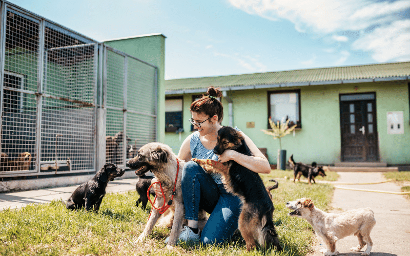 person meeting dogs at an animal shelter