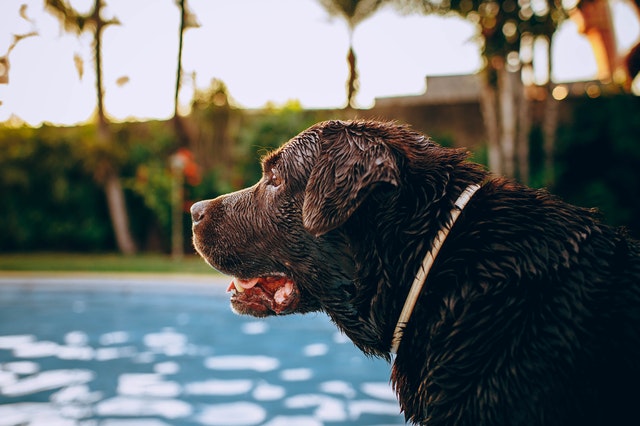 Why your dog needs a dog pool?