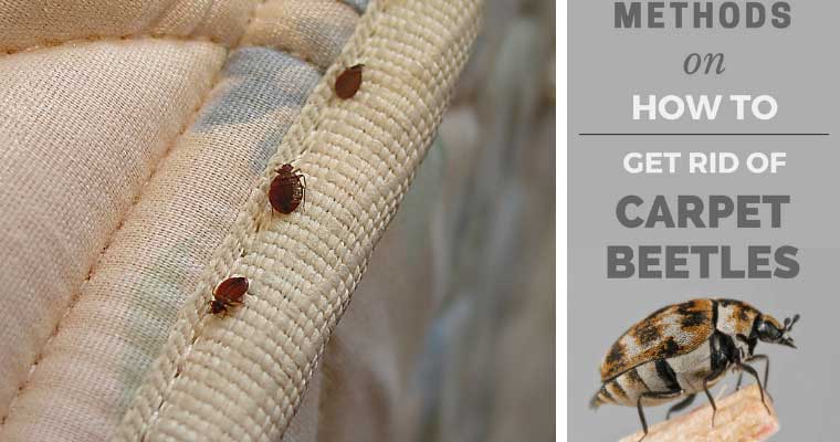 How to Naturally Get Rid of Carpet Beetles