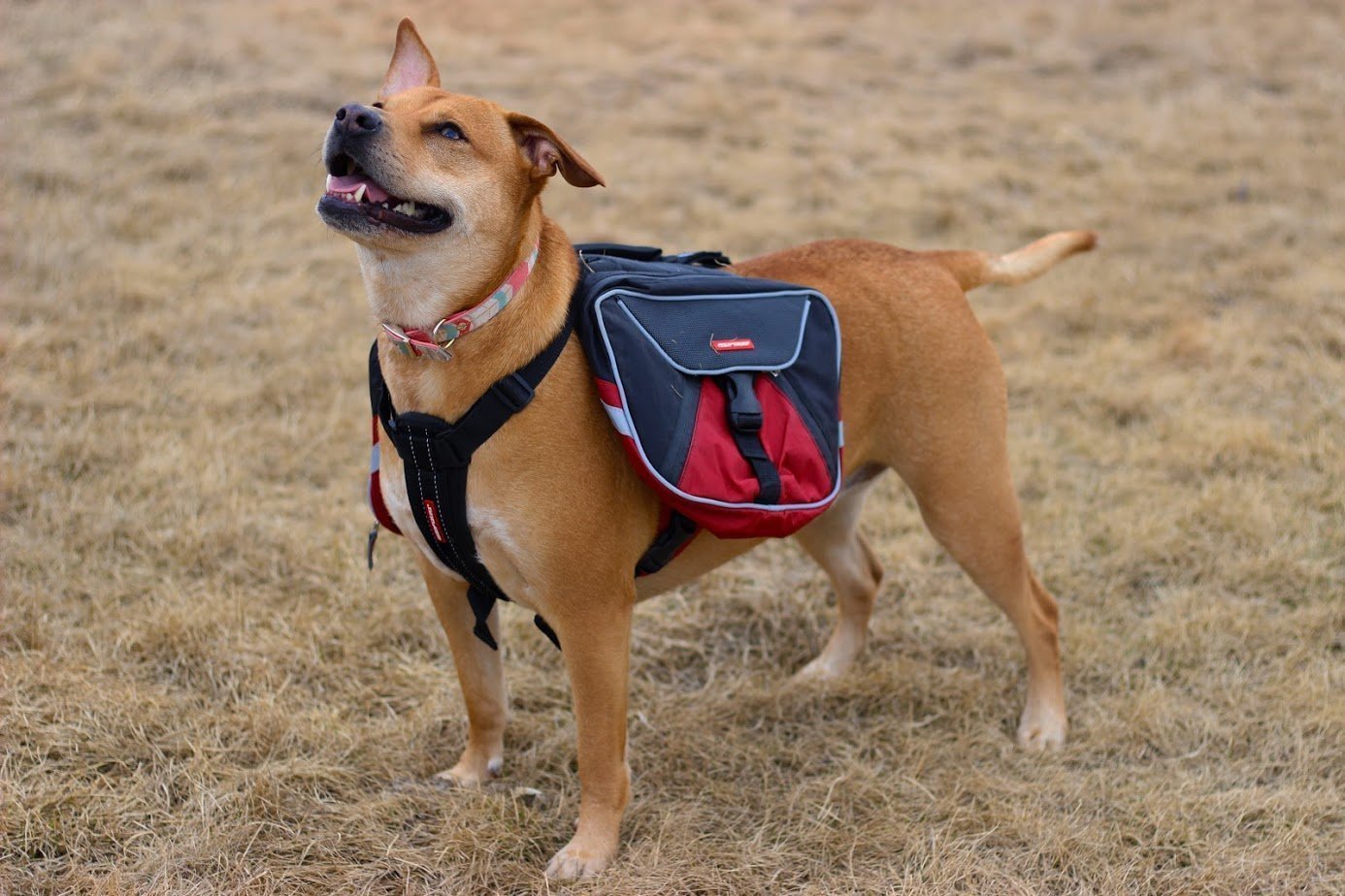 best dog backpacks