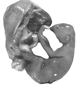Choloepus didactylus gestation