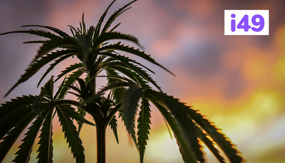 cannabis-plant-training