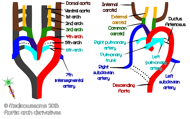  Aortic arch derivatives Mnemonic