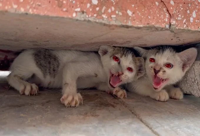 Two kittens abandoned by their mother are rescued while roaming in the park, very fierce kitten.