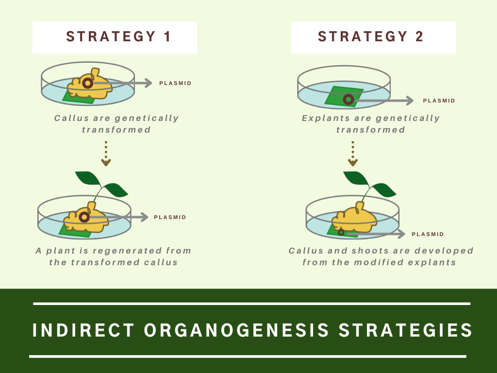 illustration: indirect organogenesis strategies where a whole plant grows out of the callus or the whole plant grows out of the explant with no callus stage.