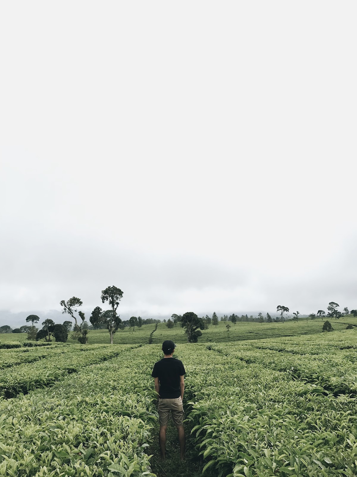 kebun teh malabar pengalengan