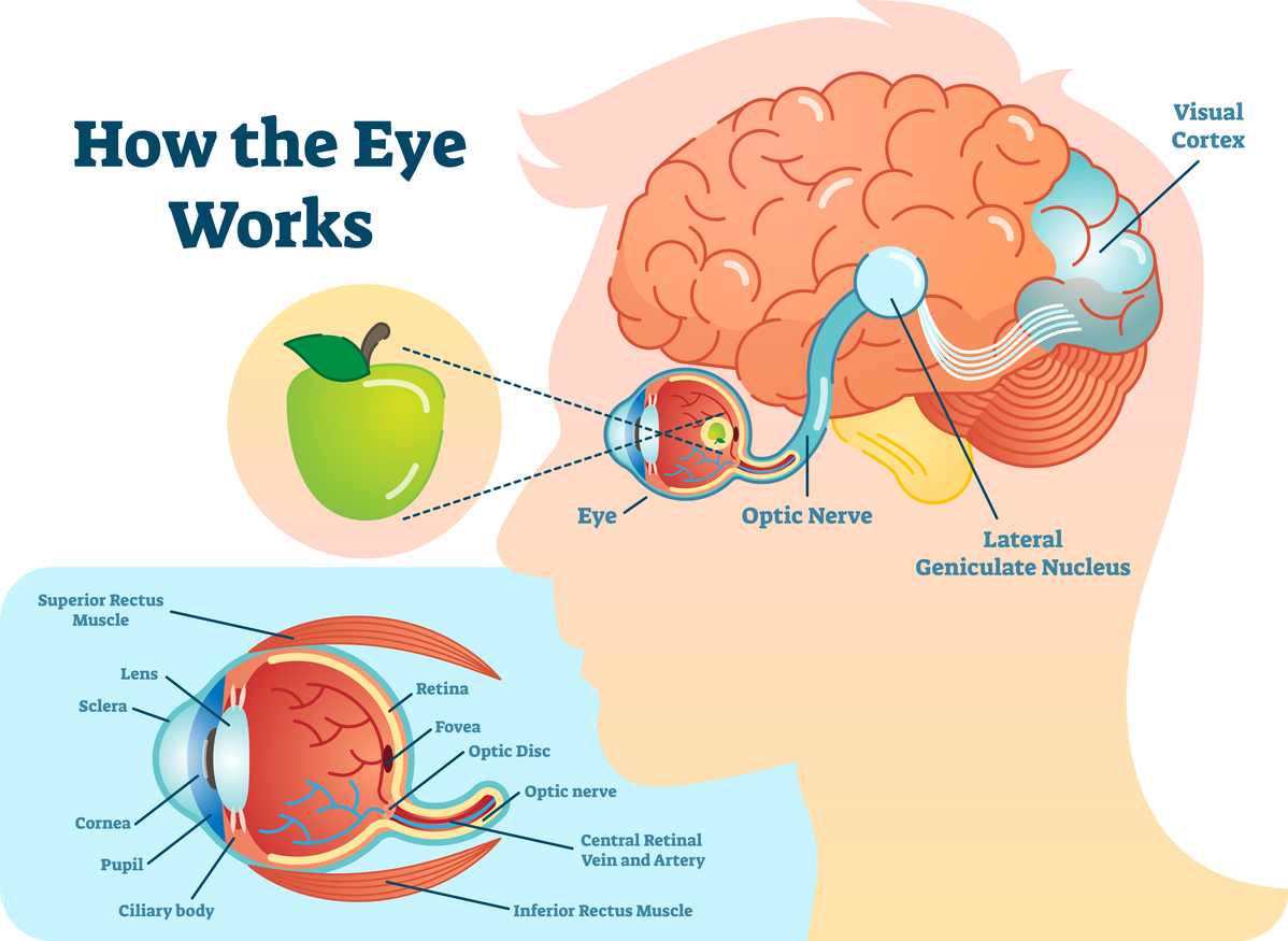 Diagram of human eye and brain depicting how eyesight works