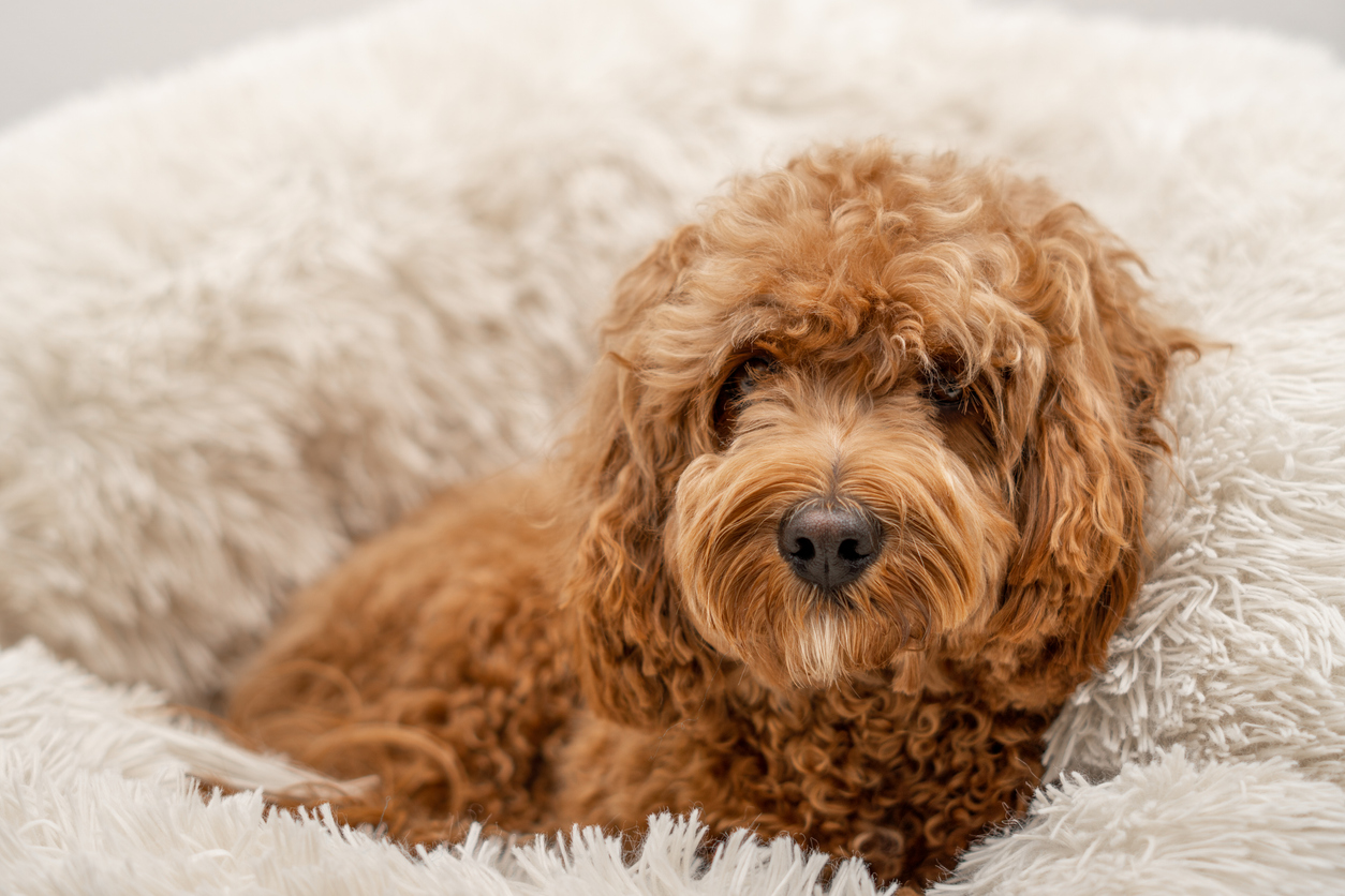Portrait of a brown toy poodle in its white fluffy bed.