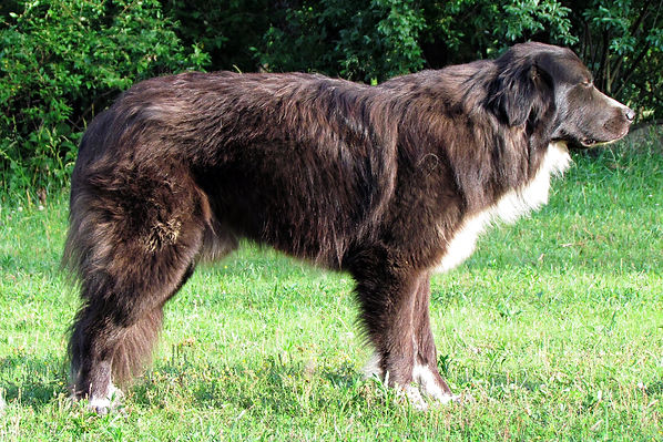 Black Great Pyrenees - Everything You Need to Know