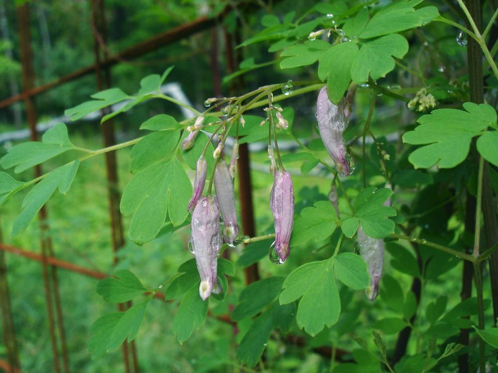 Adlumia fungosa (Allegheny-vine): Go Botany