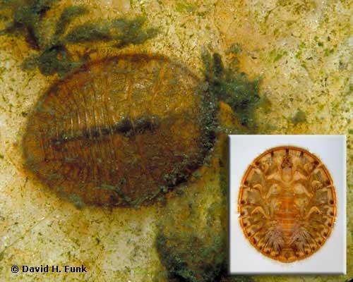 http://www.stroudcenter.org/research/projects/schuylkill/taxa/images/taxon43.jpg