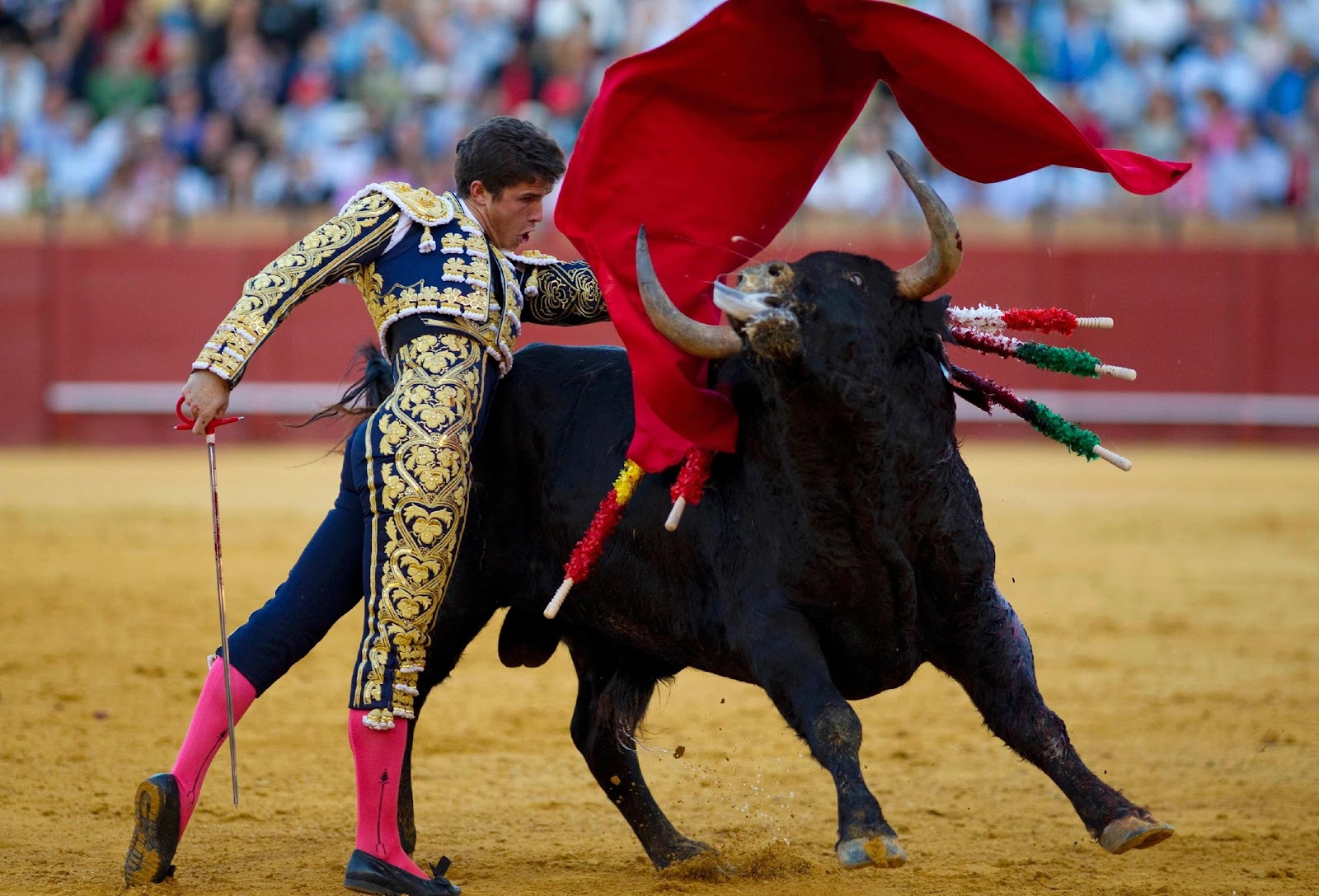 C:\Users\rwil313\Desktop\Bullfighting picture.jpg