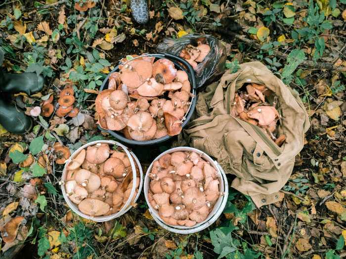 how to clean shiitake mushrooms