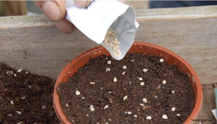 tomato-seed-planting