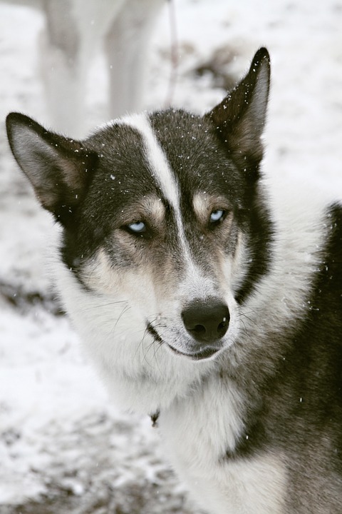 husky sled dog old blue eye ...
