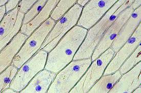 Image result for onion cells purple stain