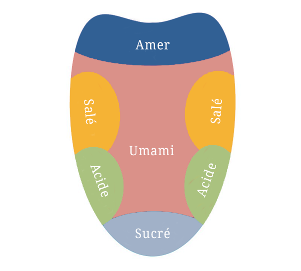 Les zones de la langue qui détectent le goût : le sucré en bas, l'acide sur les côtés extérieurs, le salé sur les côtés intérieurs, l'amer au fond de la langue et l'umami qui englobe tout le palais.