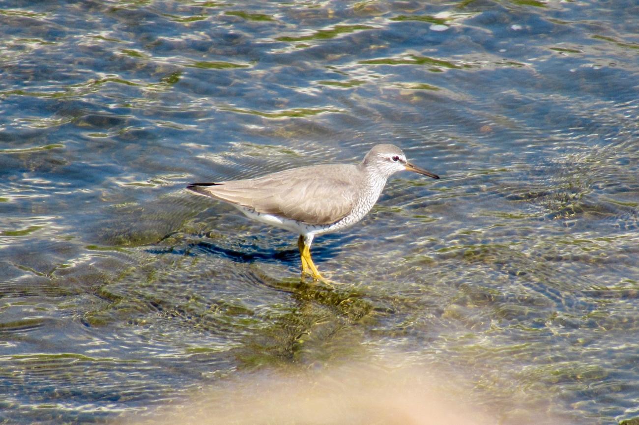 水の中にいる鳥

自動的に生成された説明