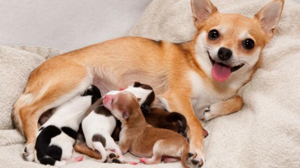 Dog Pregnancy, Labor, and Puppy Care Guide | PetMD