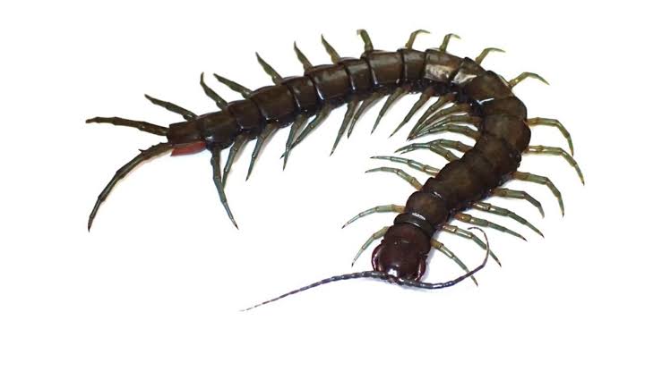 The giant centipede.