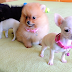 Teddy Bear Teacup Pomeranian