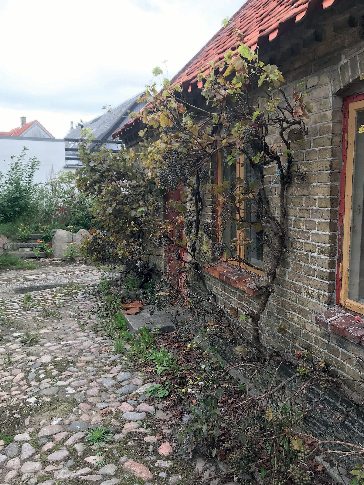 Danish Seed Savers visit old garden to look for heritage plants in September 2019
