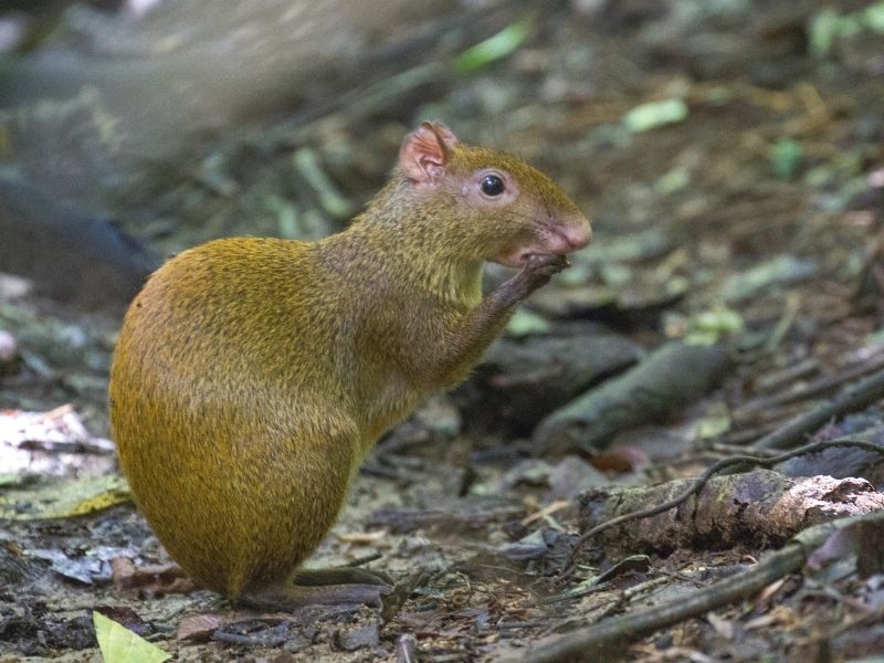 Agouti Pacas