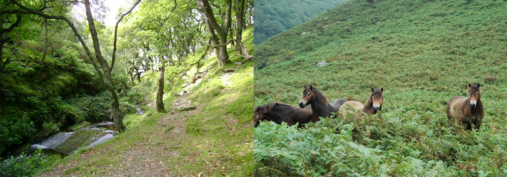 Exmoor is filled with an abundance of walks and is a great activity to do while on holiday in Devon. 
