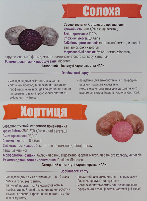 Дієтичні сорти «Солоха» та «Хортиця» вражають споживачів незвичайним кольором бульб ілюстрація: «Каталог сортів картоплі» видання Інституту картоплярства НААНУ