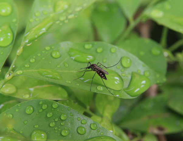 make sure your gardens are maintained in monsoon to avoid mosquito breading