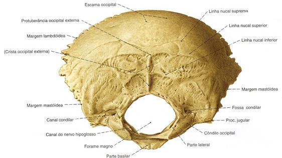 Ossos do crânio: osso occipital