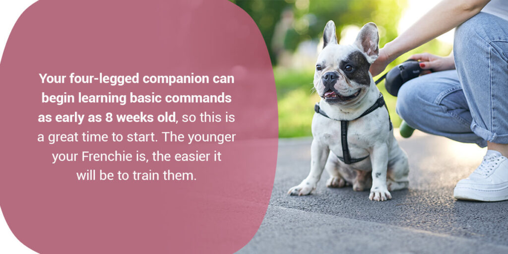 French bulldogs can begin learning basic commands as early as 8 weeks old