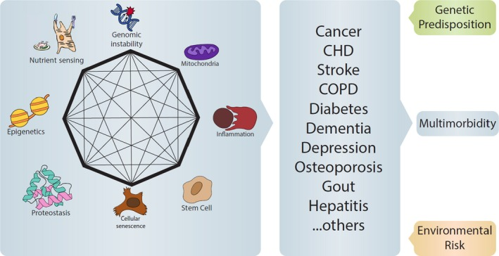 Biological Aging,aging,Chromosomes,epigenetics,Mitochondria,Mitochondrial Health,Senescence,Vascular Health