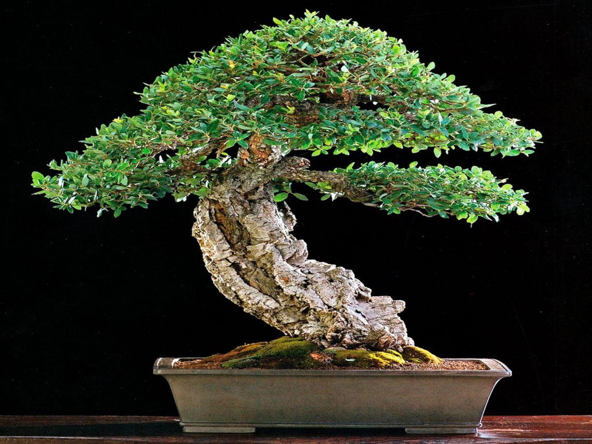 How to Grow and Care for Quercus Suber Bonsai (Cork Oak)