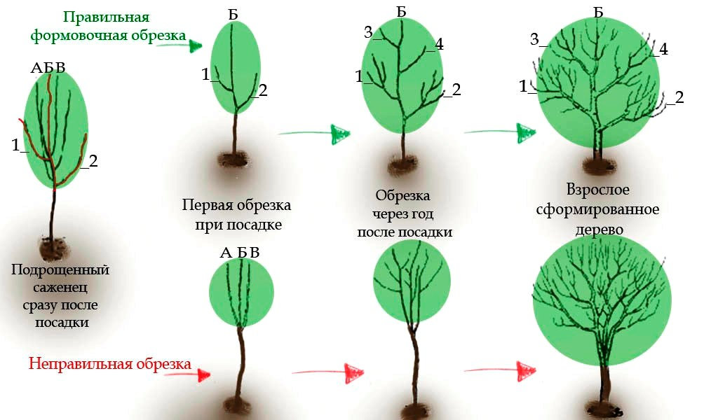 Обрезка плодовых деревьев весной груша для начинающих. Схема обрезки плодовых деревьев весной. Схема обрезки молодых плодовых деревьев весной. Правильная обрезка груши осенью схема. Схема обрезки молодой груши весной.