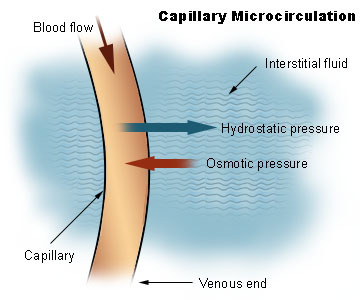Figura 5 - representação do fluxo de líquido do meio intravascular para o interstício, por ação da pressão hidrostática. (referência 11).
