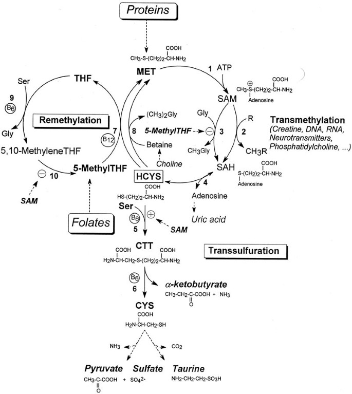 Diagram: Different ways homocysteine can be metabolized