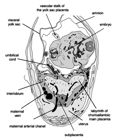Figure 3: Histological section across the uterus of Octodon degus, with chorioallantoic placenta and vitelline placenta, 5 weeks into pregnancy. The figure is derived from Mess (2003): JEZ 299A, p. 87, with some modification of labelling. Scale bar = 1 mm.