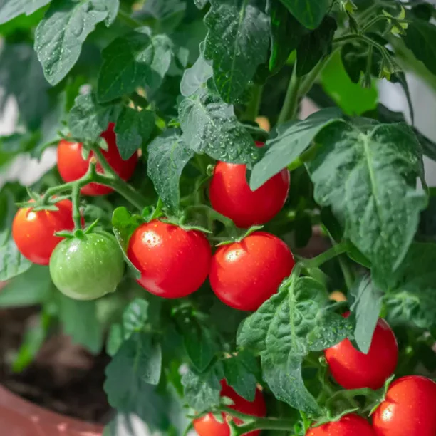 Patio Plum