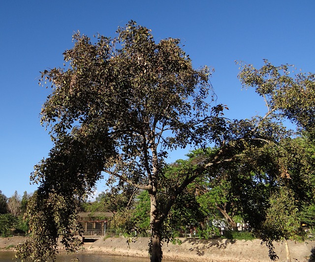 trees name in hindi