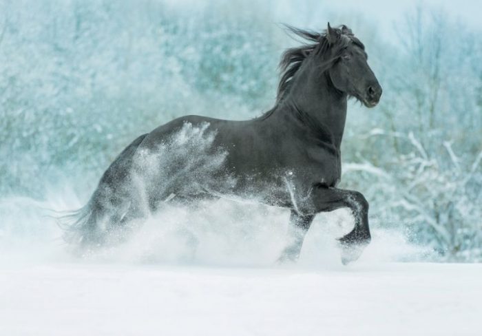 most beautiful horses in the world