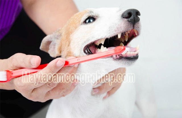 Chó dễ bị sâu răng nếu như ăn đồ ngọt thường xuyên