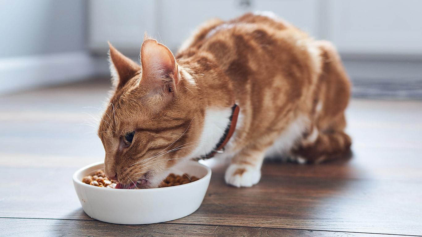 Cách Chọn Thức Ăn Cho Mèo? Cần Lưu Ý Gì Khi Cho Mèo Ăn?