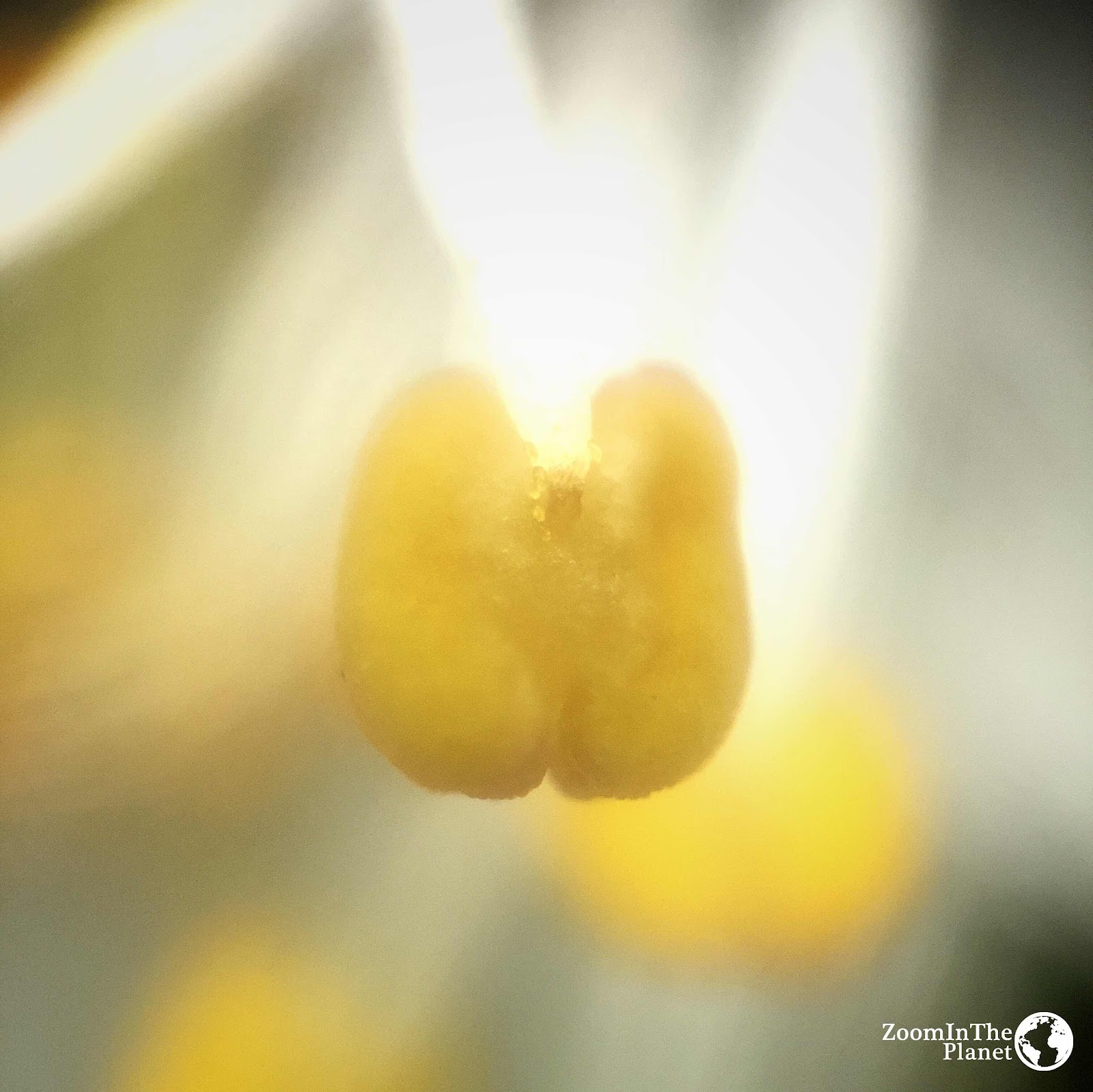 PLUM BLOSSOM