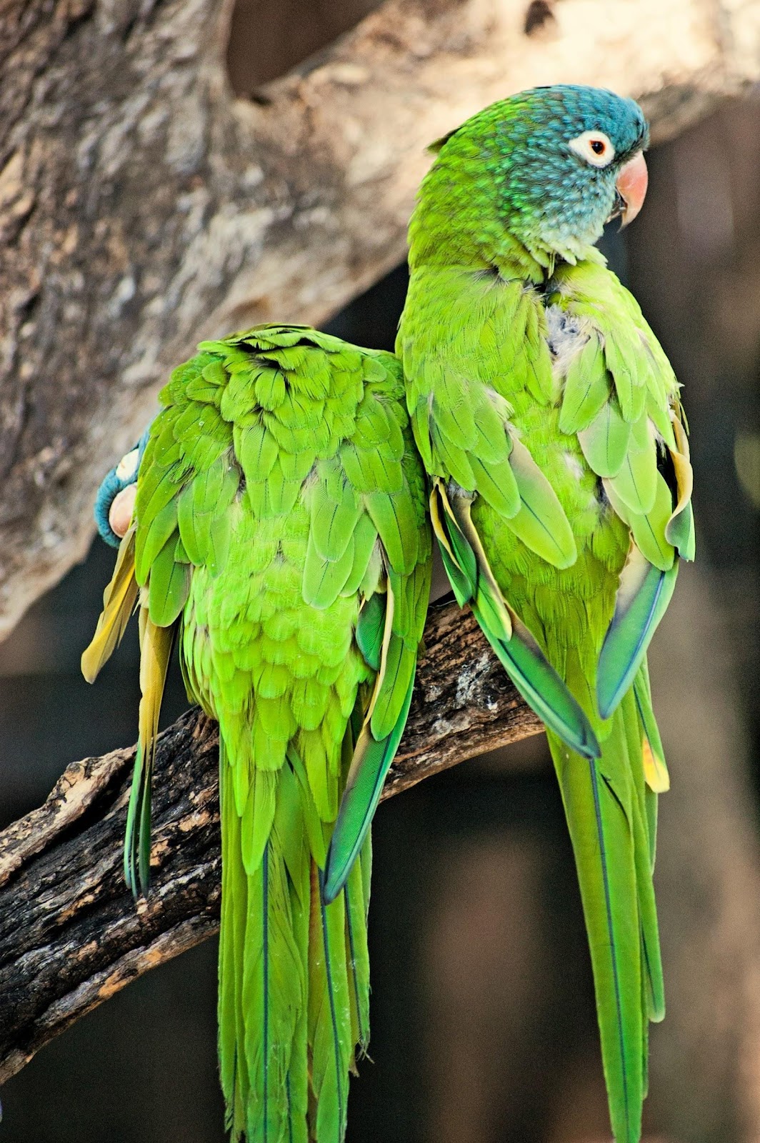 True parrots enjoying each other's company.